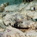 crocodilefish_flathead_nus_h_0705_png1748.jpg